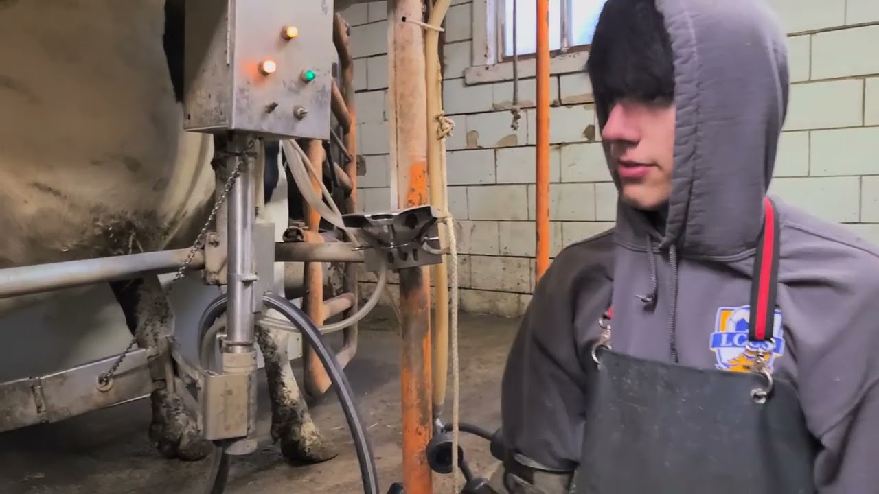 What it's like to milk cows in 2025