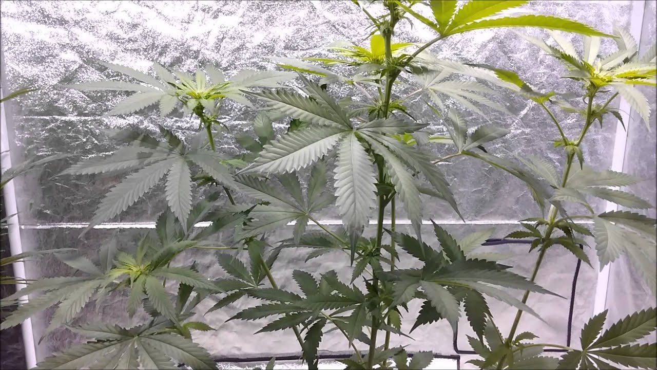 GODS BUD S1