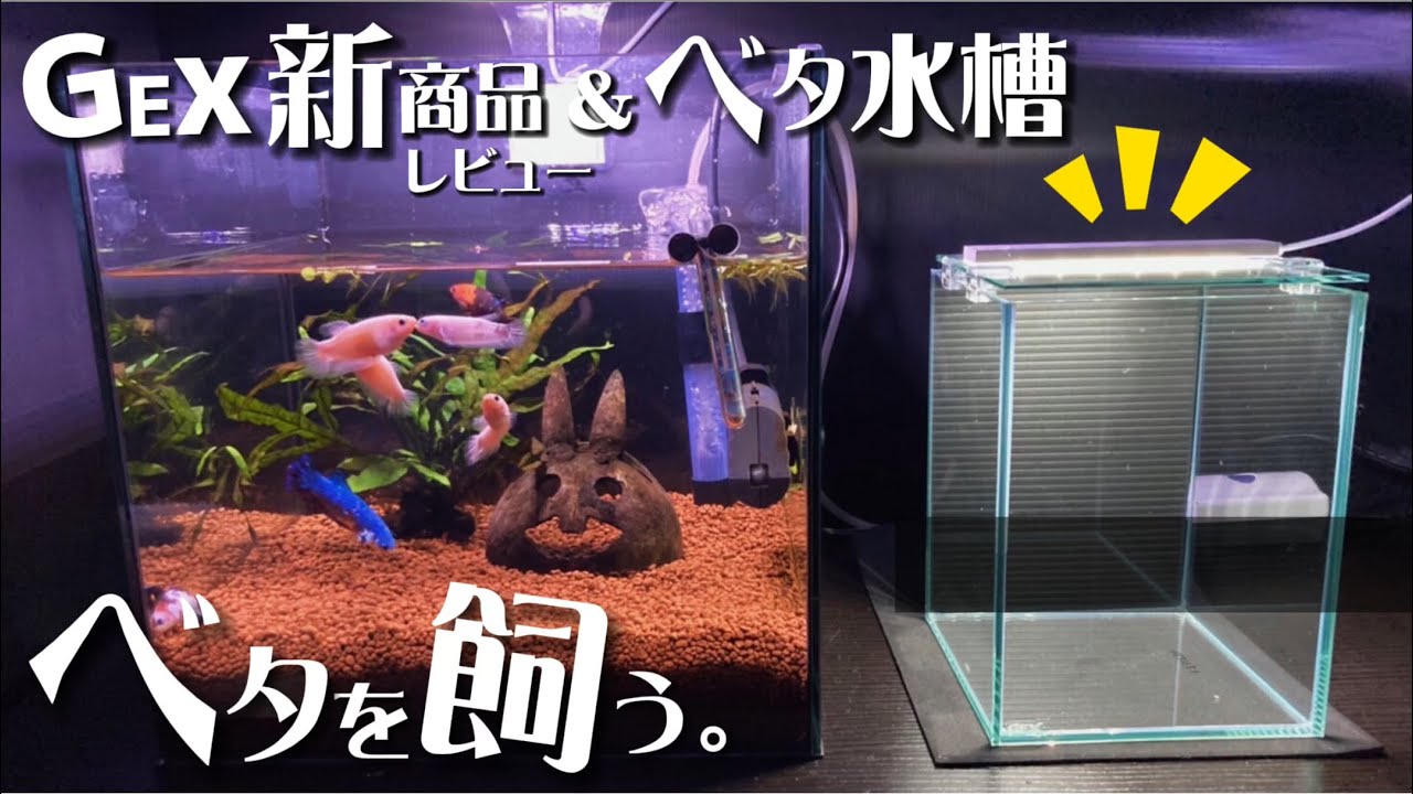 【ベタ飼育】GEX2022新商品で新しいベタを迎える準備！水槽とライト編