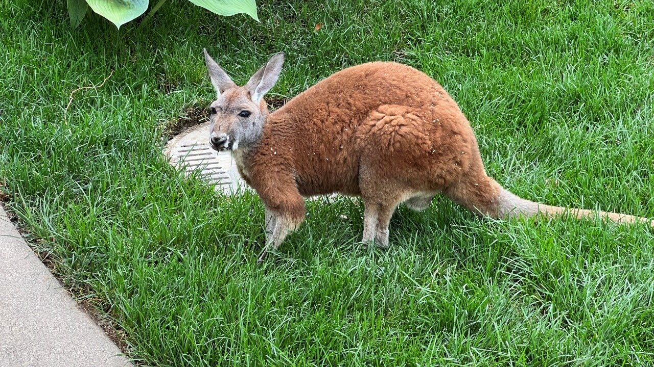 You can walk around with kangaroos at Indianapolis Zoo's new exhibit