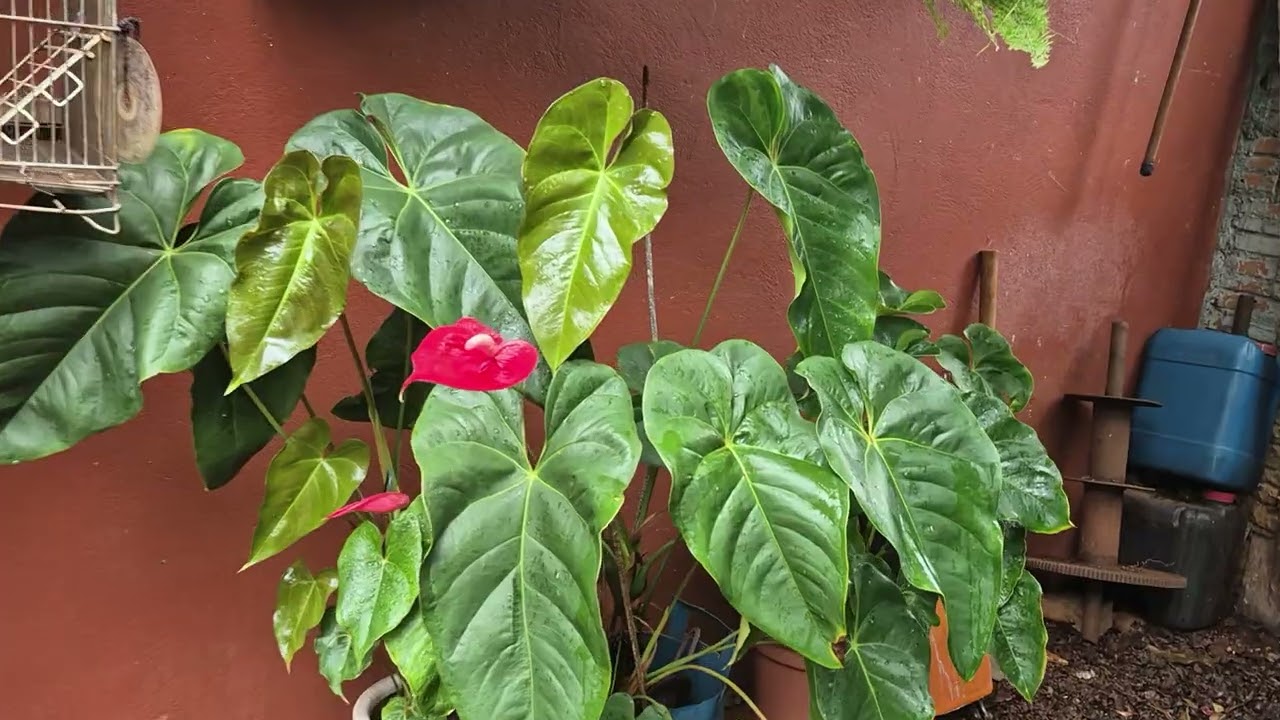 Pergolado para plantas, o sol queima tudo 