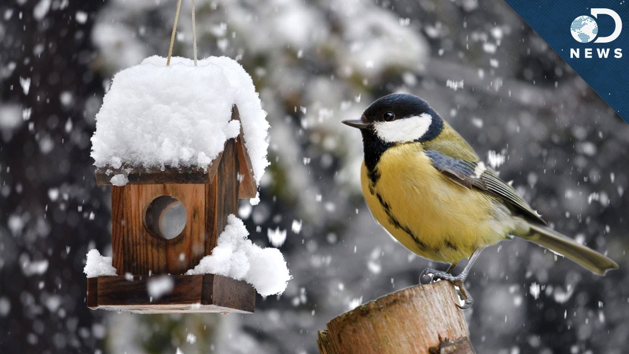 Why Some Birds Don&rsquo;t Migrate