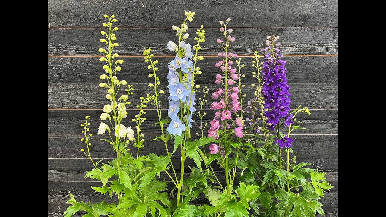 Delphinium 'Magic Fountain'