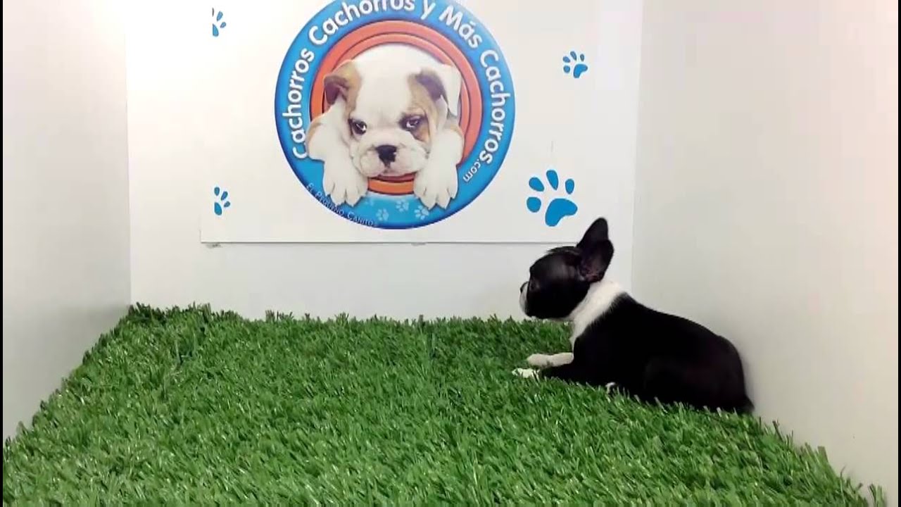 Venta de Boston Terrier en Cachorros y mas Cachorros