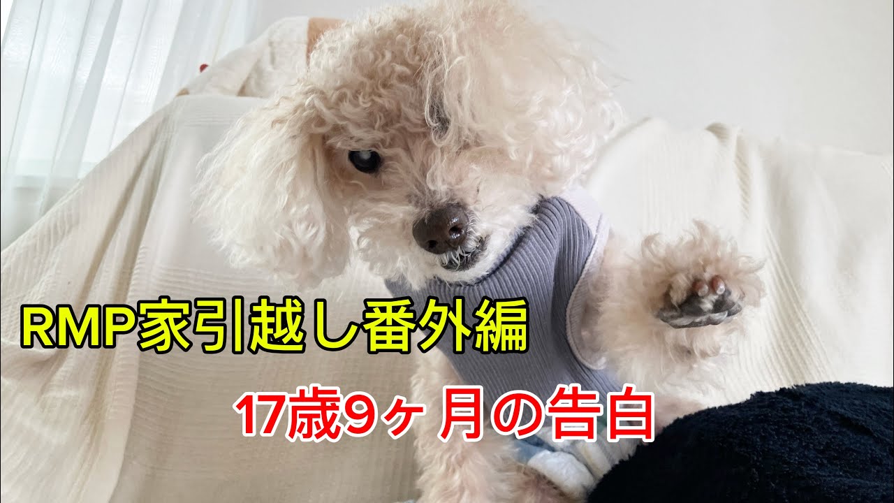 RMP家引越し番外編　僕の言いたい事告白します。 #トイプードル #犬のいる生活 #癒し 