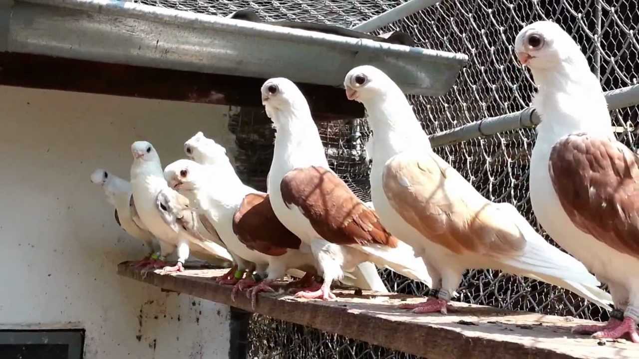 Bulgarian Pigeons