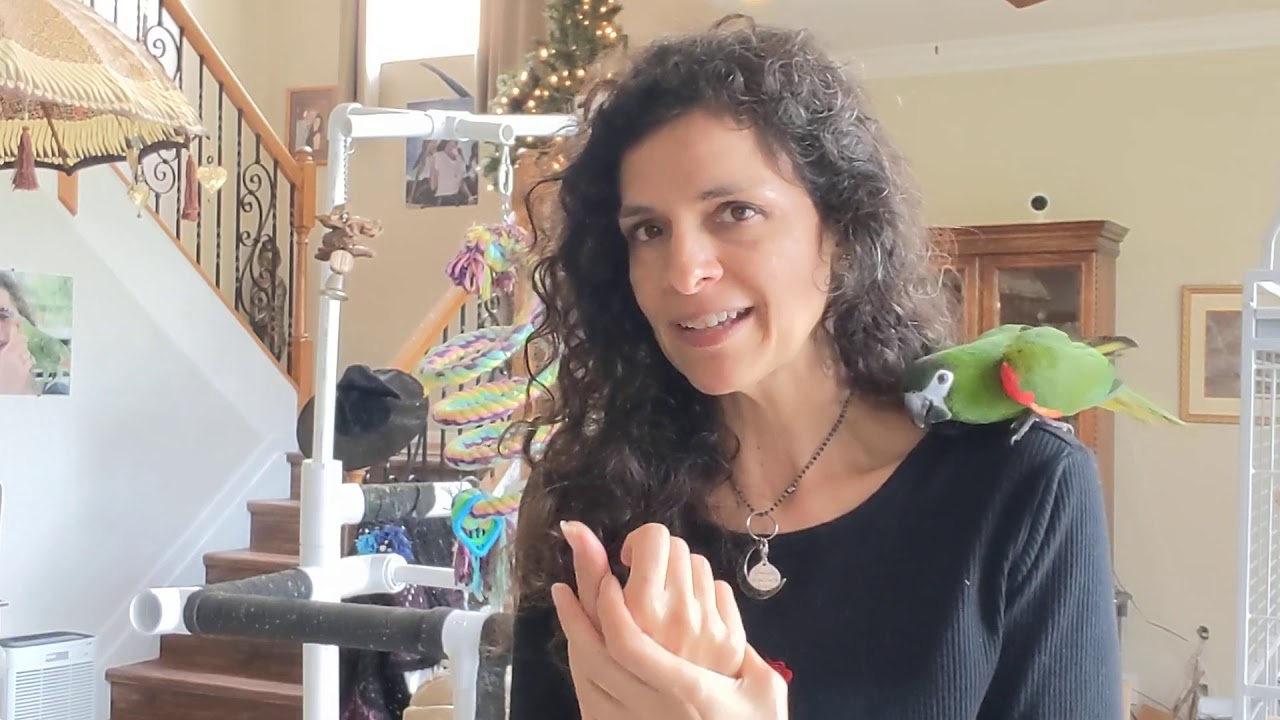 Ара Хана или африканский серый попугай? 🦜 Кого бы я выбрал