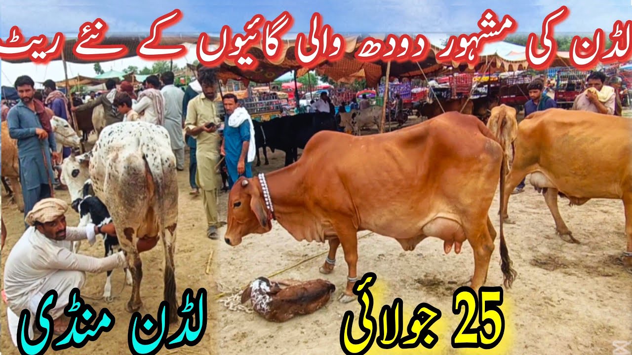 TODAY LUDDAN COW MANDI LATEST PRICE UPDATE / Sahiwal Cholistani Gay / Dairy Cattle Farming
