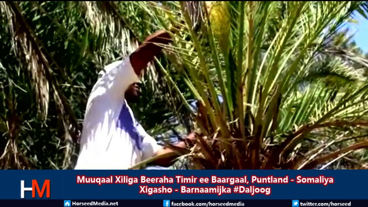 Muuqaal Xiliga Beeraha Timirta Baargaal, Puntland 2016
