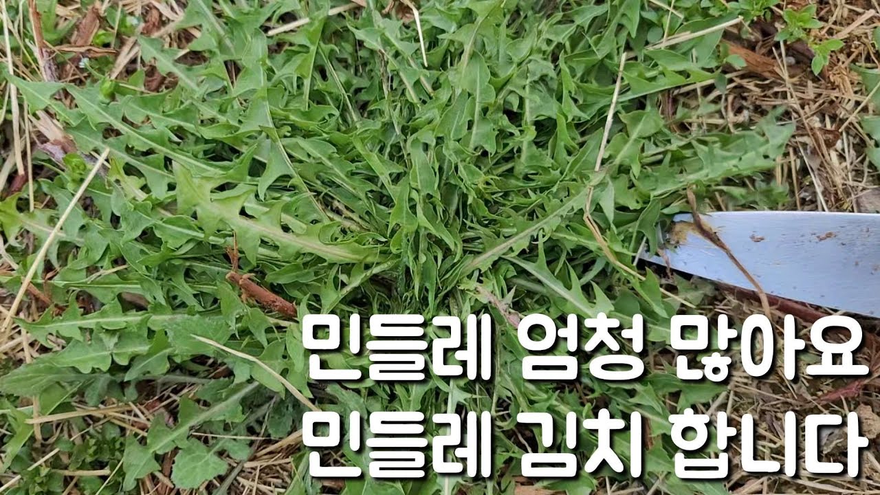 민들레 김치 하려구 욕심좀 부렸네요 민들레 무지 많아요