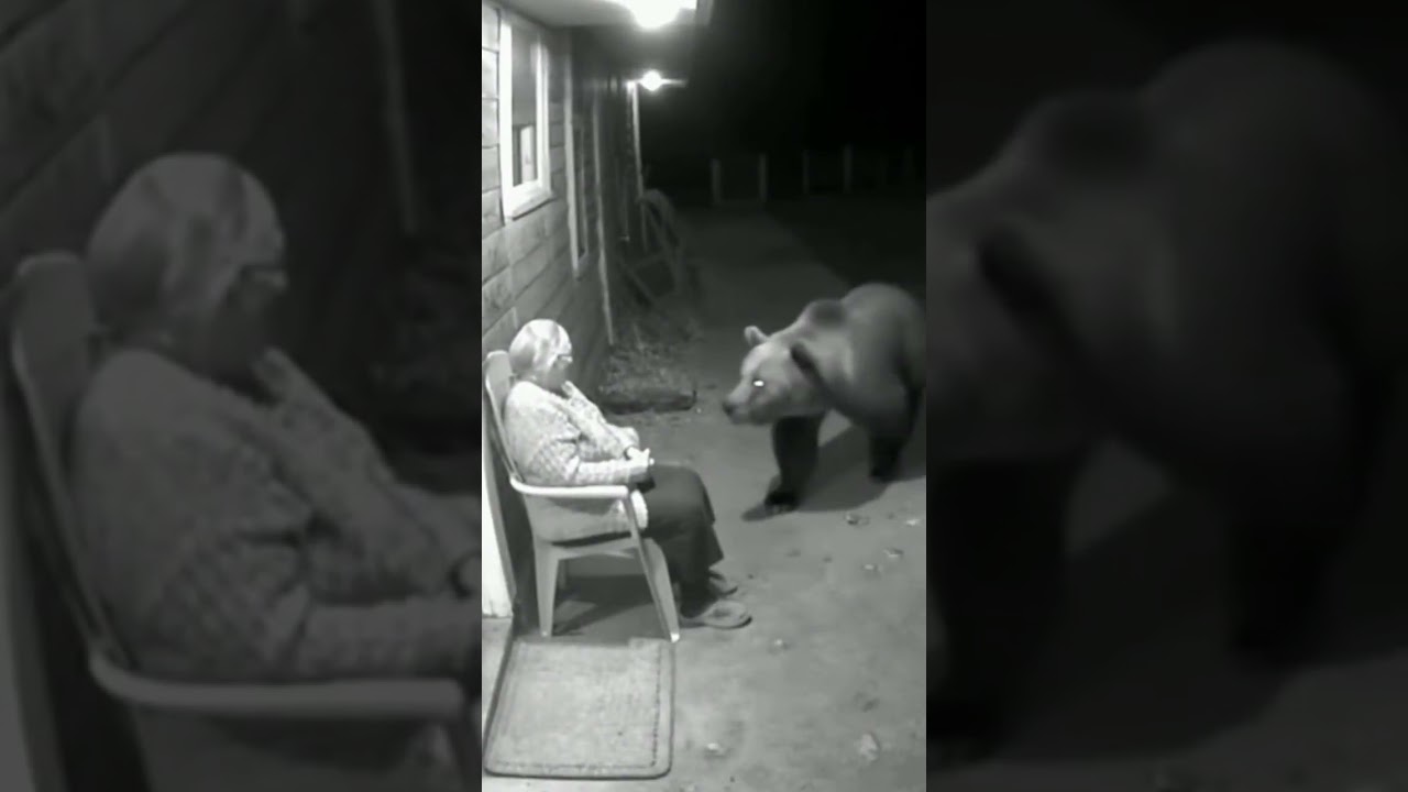 Bear Confronts Grandma, Dog Saves the Day