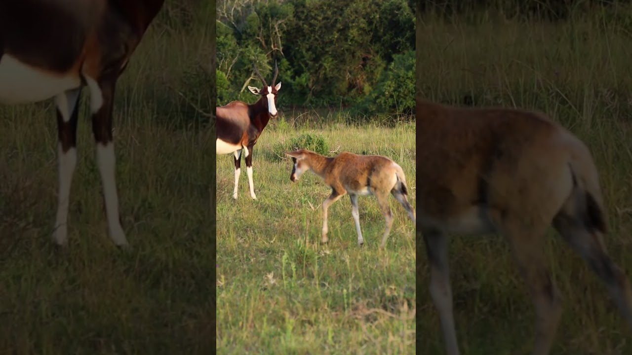 Bontebok #antelope #africanwildlife #africa #ecotourism #wildlifeconservation #southafrica #wildlife