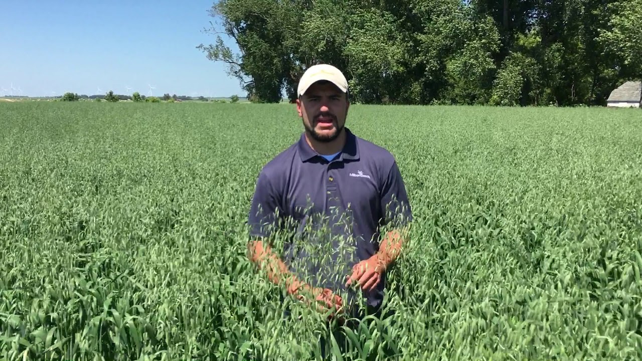 Everleaf Forage Oats