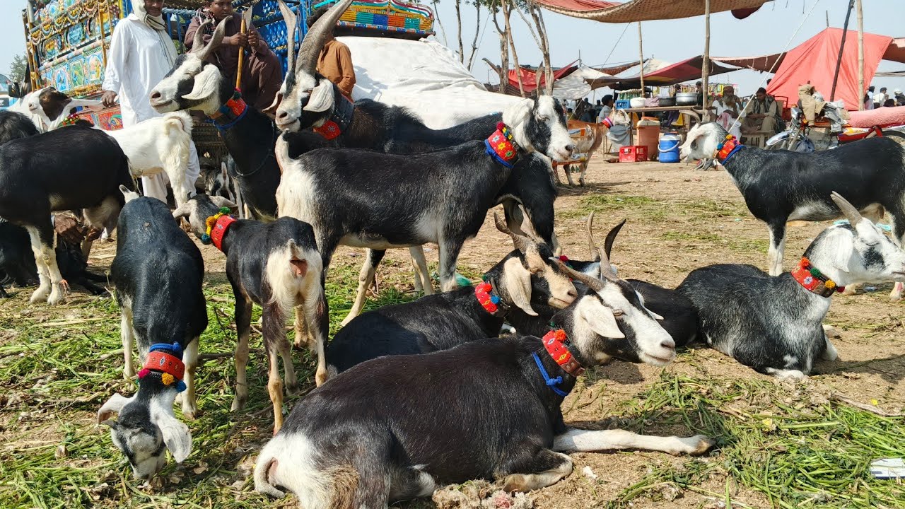 Tando Adam bakra mandi new update(7-1-2026)