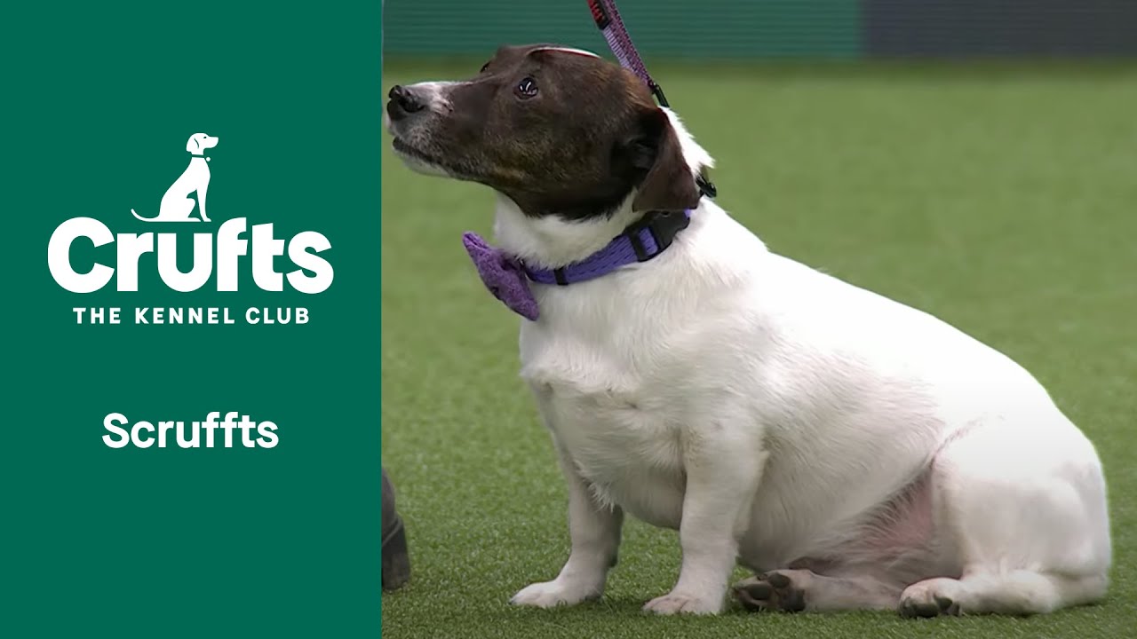 Scruffts Semi-Final | ​Crufts 2022