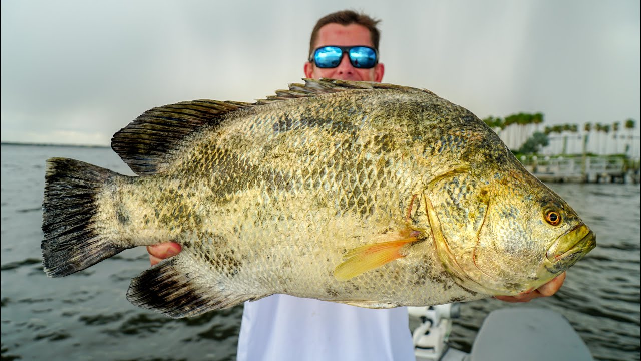 GIANT PREHISTORIC TRIPLETAIL! Catch Clean Cook (Tampa Bay Buoy Fishing)