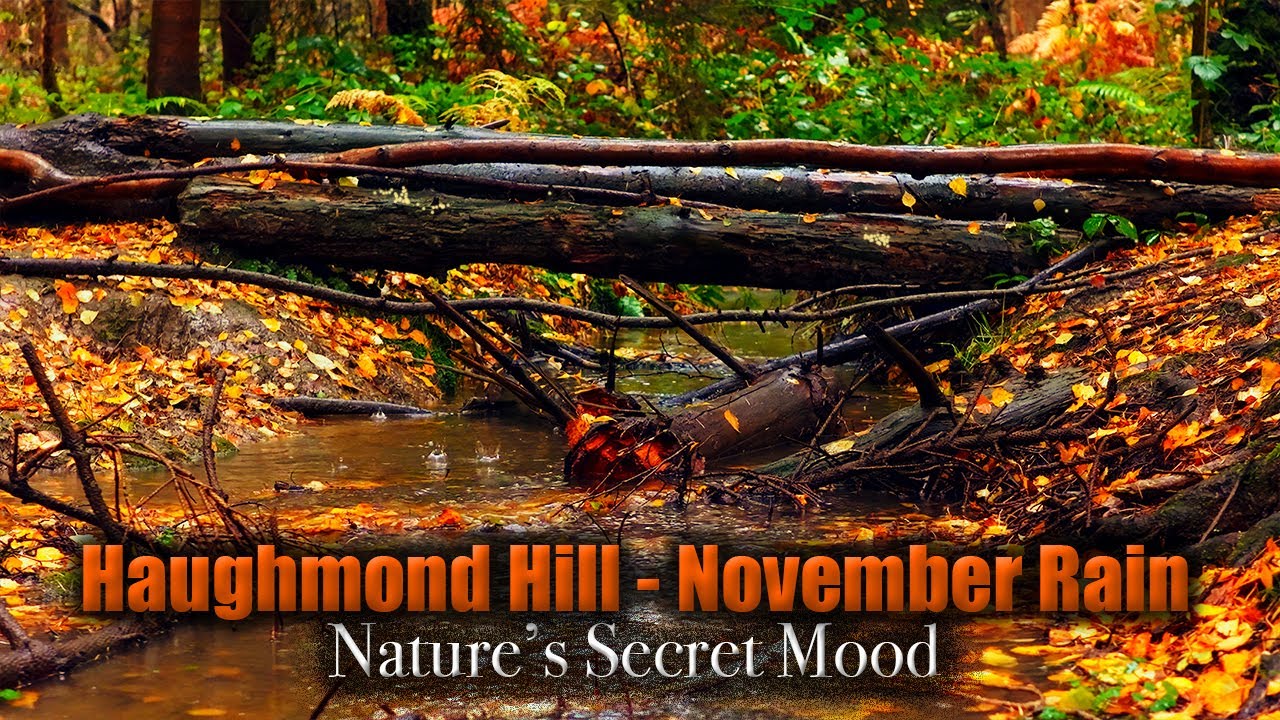 Haughmond Hill &ndash; November Rain: Nature&rsquo;s Secret Mood