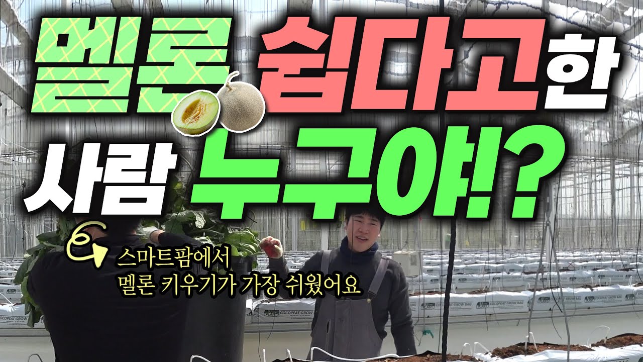 스마트팜 혁신밸리 작목 선택을 도와드립니다! 멜론 철거 정식 작업편 #유리온실 #메론 #청년농부