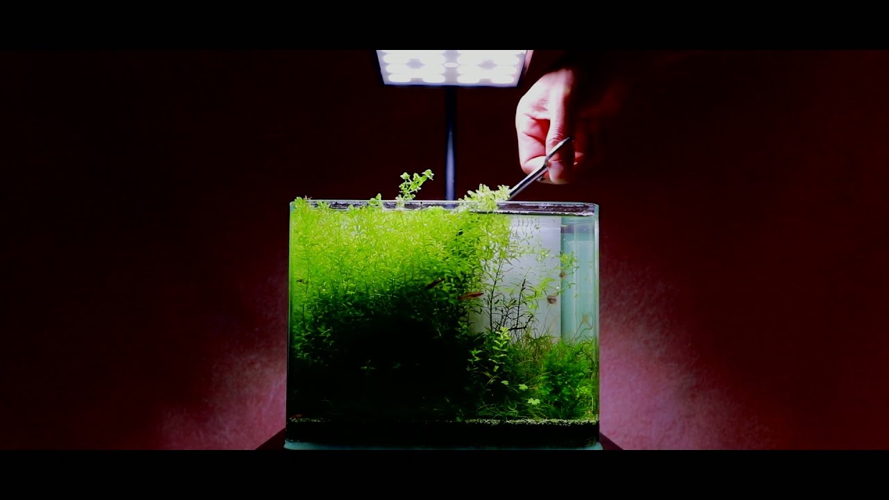 Verdant Aquascape | First Maintenance After Four Months | 四个月后的第一次维护