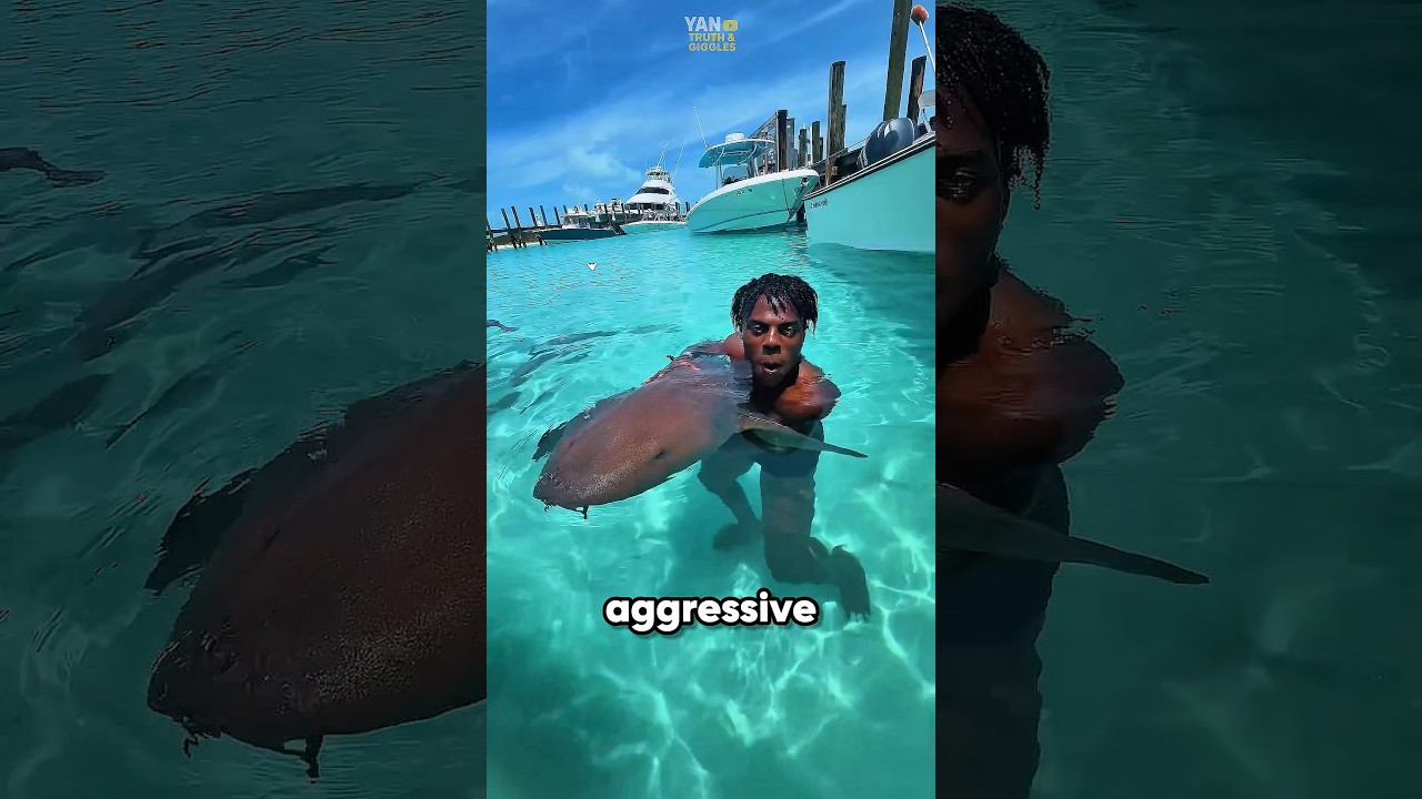 Почему акулы не атаковали с такой скоростью⁉️😳 #акула #дикаяприрода