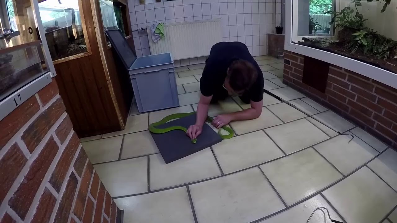 Handling Dendroaspis augusticeps - Gew&ouml;hnliche Mamba