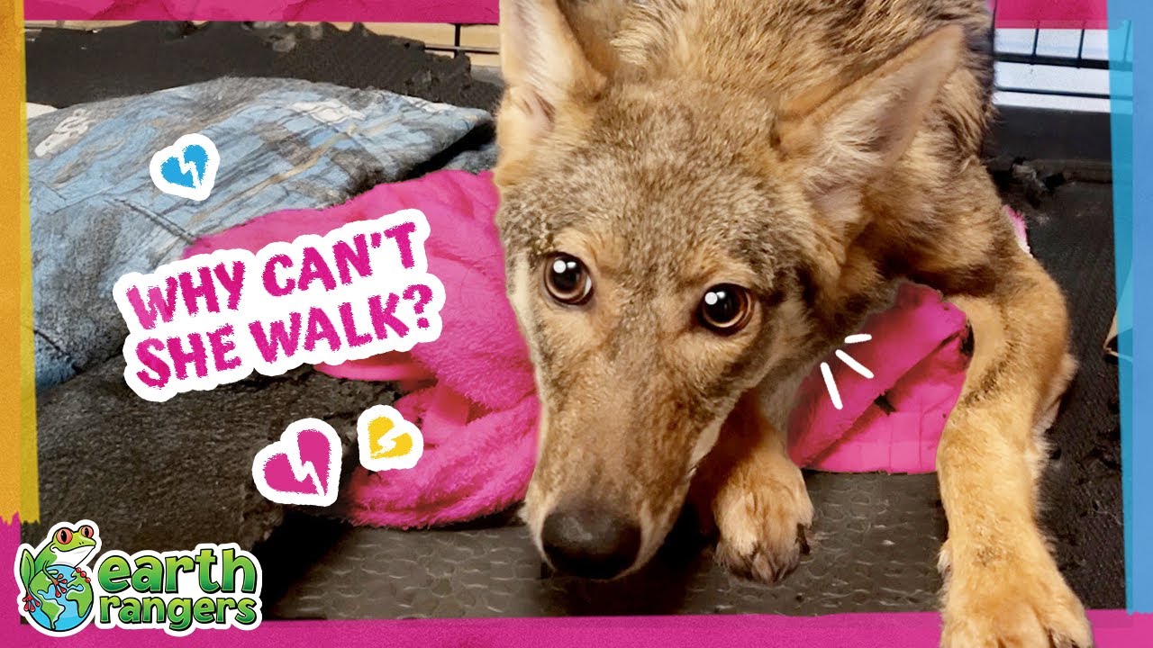 This Coyote Couldn’t Stand, But She Refused To Give Up! | Earth Rangers