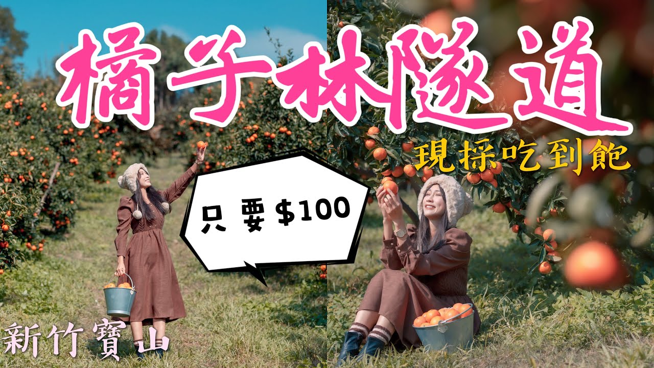 跟著丁小羽去新竹寶山採橘子，出發「桔滿緣寶山農場」！現採現吃，只要100元讓你橘子吃到飽！