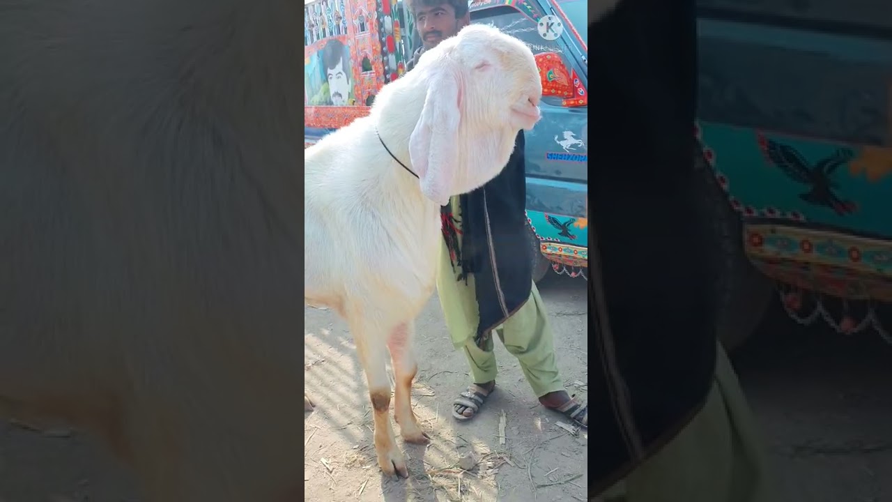 #3 #lakh #rupaye #ka #Bakra #Bakra #Mandi #Mohammad #Pur #mein