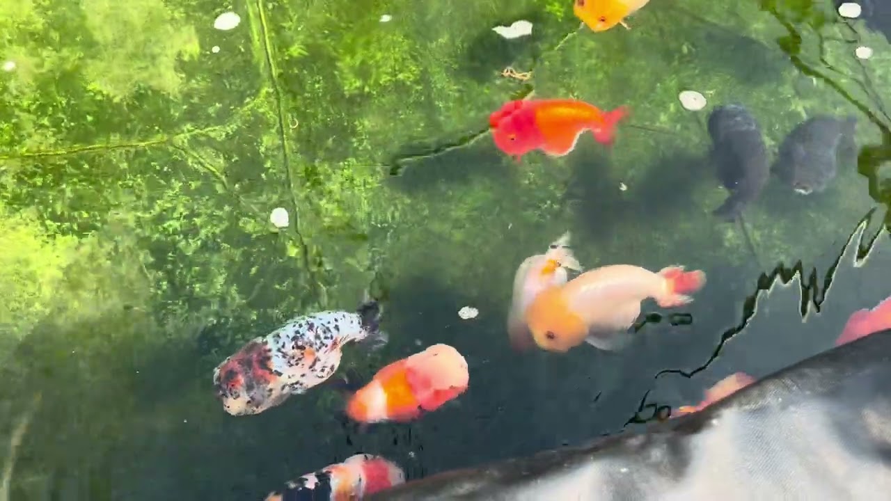 My ranchu breeders