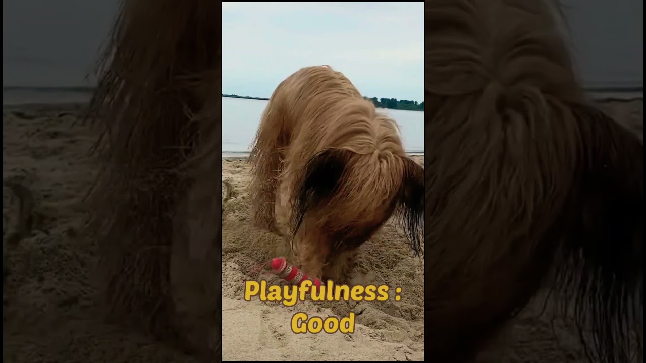 Briard Dog Breed Information 🐶 🐕 || #shorts