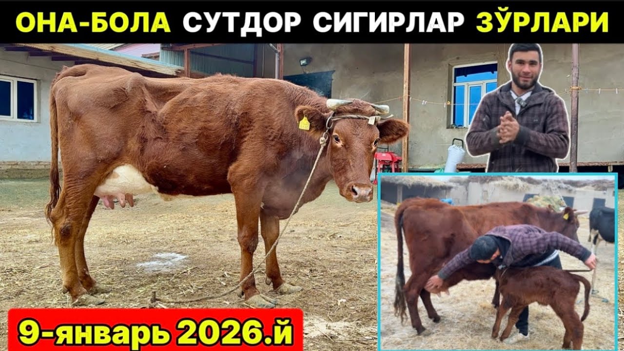 ОНА-БОЛА СУТДОР СИГИРЛАР ЗЎРЛАРИ ЧИҚДИ ШОВОТ МАНАҚ 9-января 2026 г.