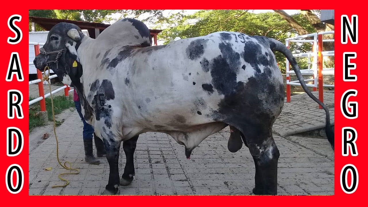 🏆 SARDO NEGRO 🔴 RANCHO EL REDENTOR ✅ (Ganado Bovino)