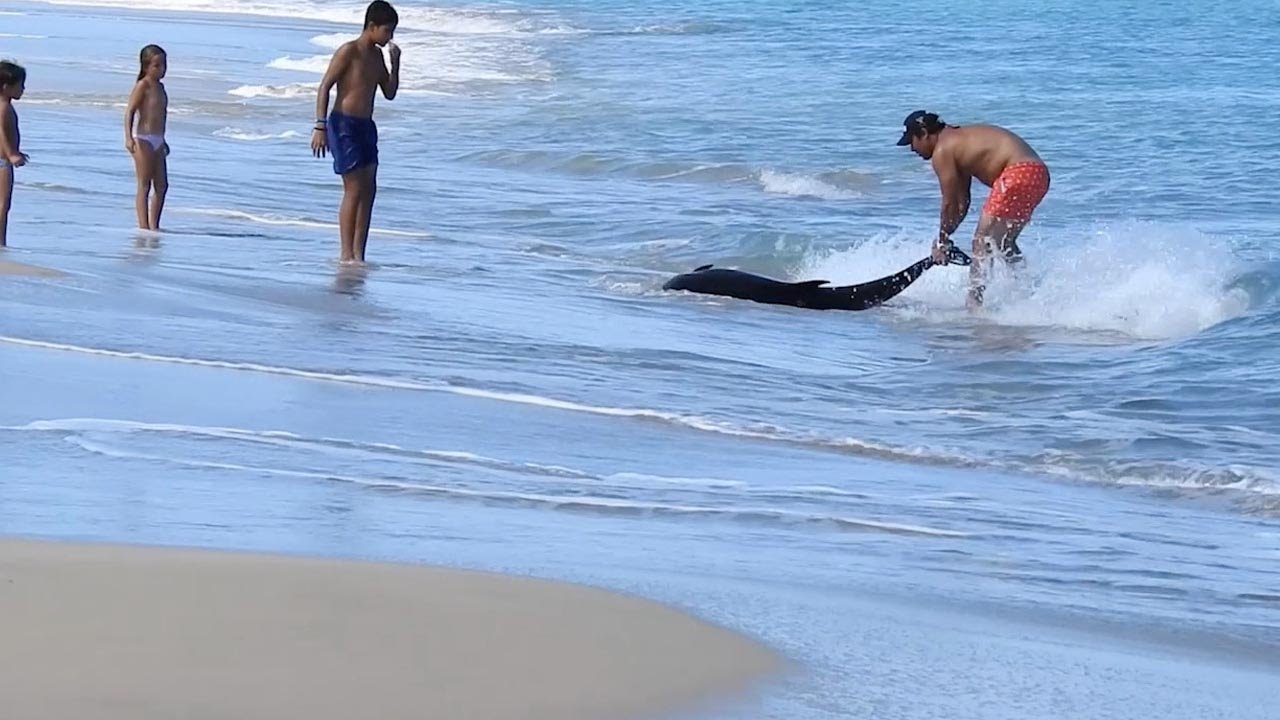Family Rescue Dolphin On Beach