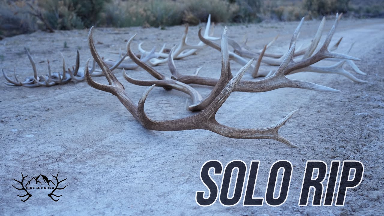 SOLO RIP: ELK SHED HUNTING 2025