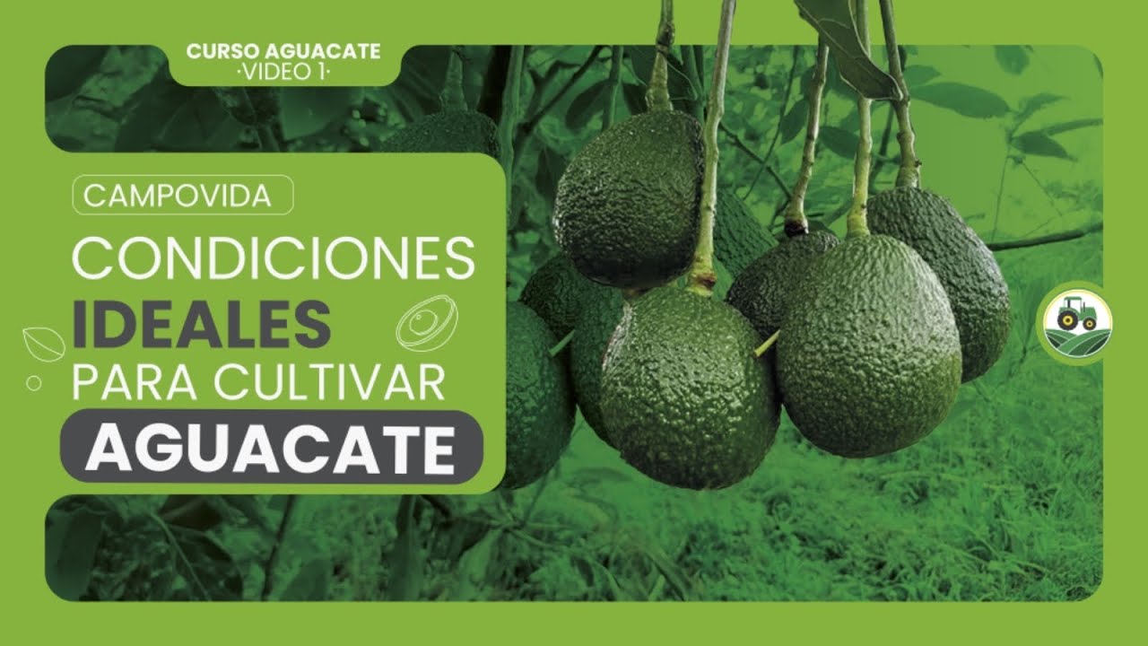 CONDICIONES IDEALES PARA CULTIVAR AGUACATE.
