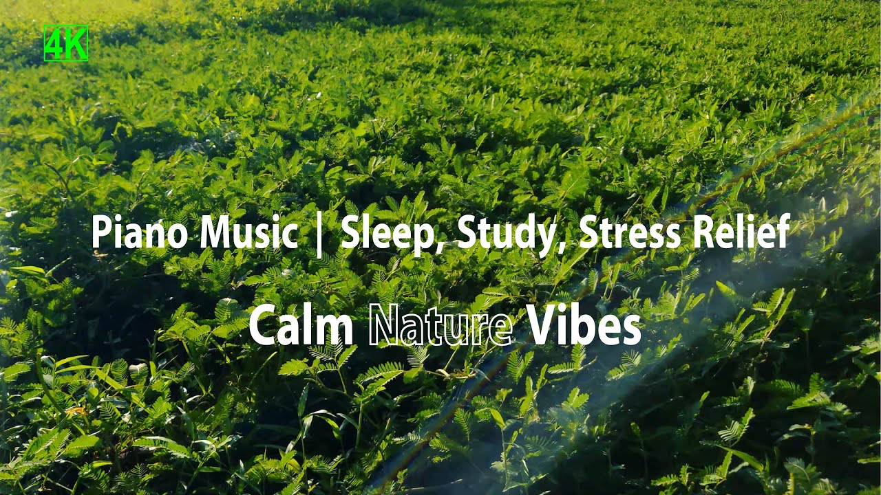 🌿 Relaxing Piano Music | Sleep, Study, Stress Relief | Calm Nature