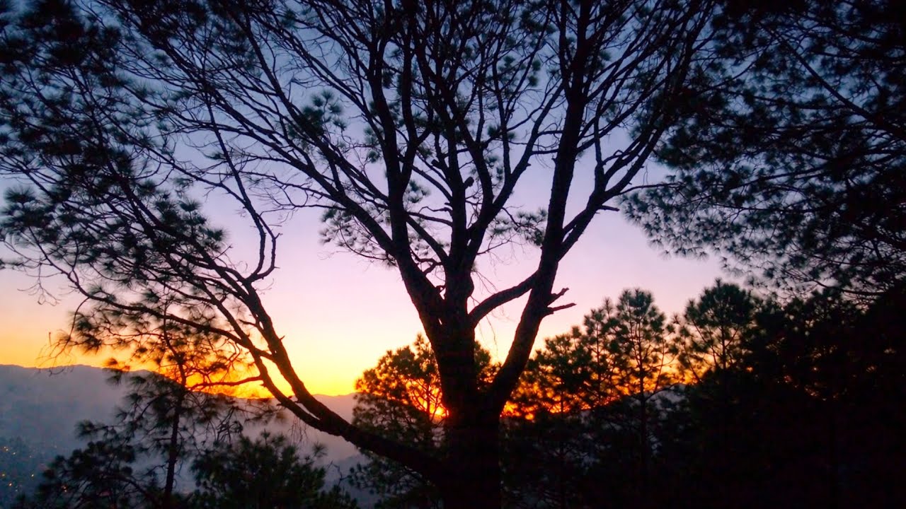 Early Morning Walk in the Mountains | Dawn Bird Sounds