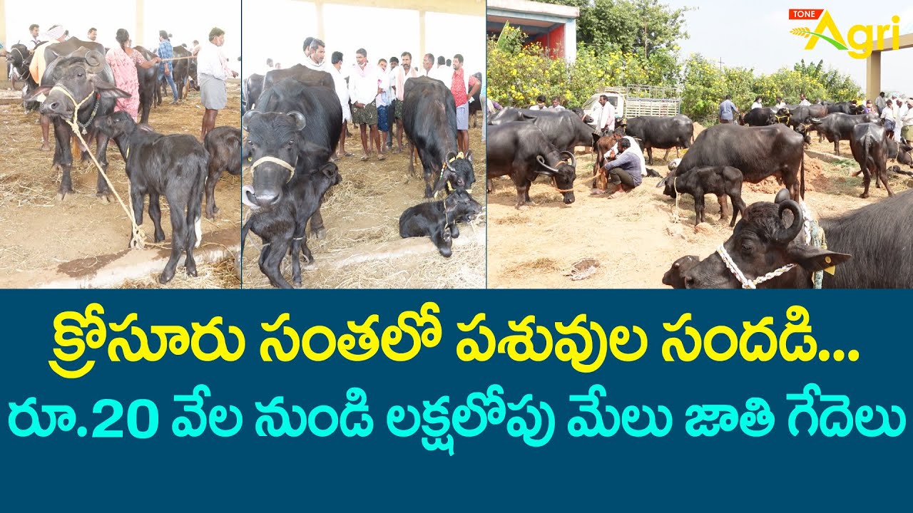 Krosuru Buffalo Market | క్రోసూరు సంతలో పశువుల సందడి రూ.20వేల నుండి మేలు జాతి గేదెలు.. Tone Agri