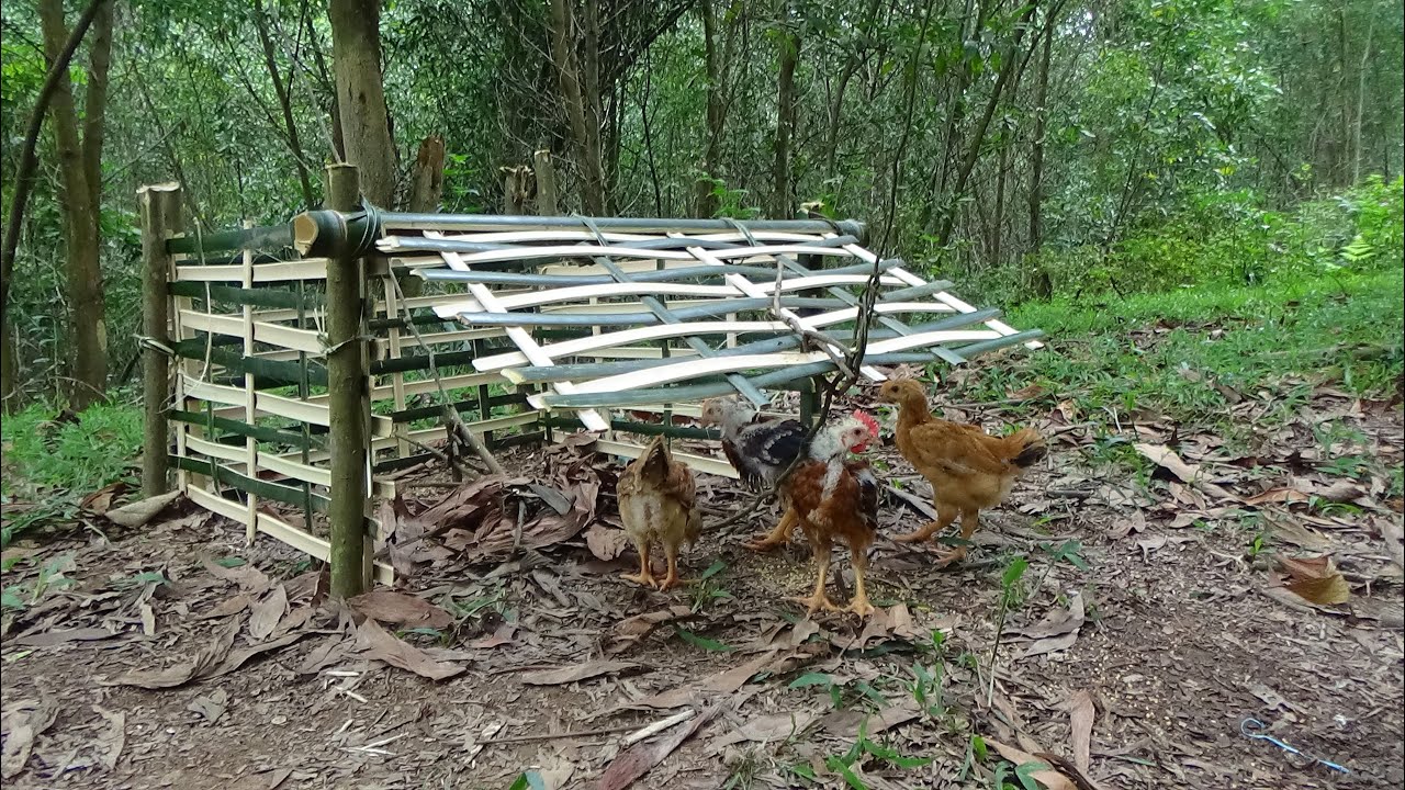 Primitive Life - Most Simple Chick Trap Of Smart Girl | Chicken Trap For Survival