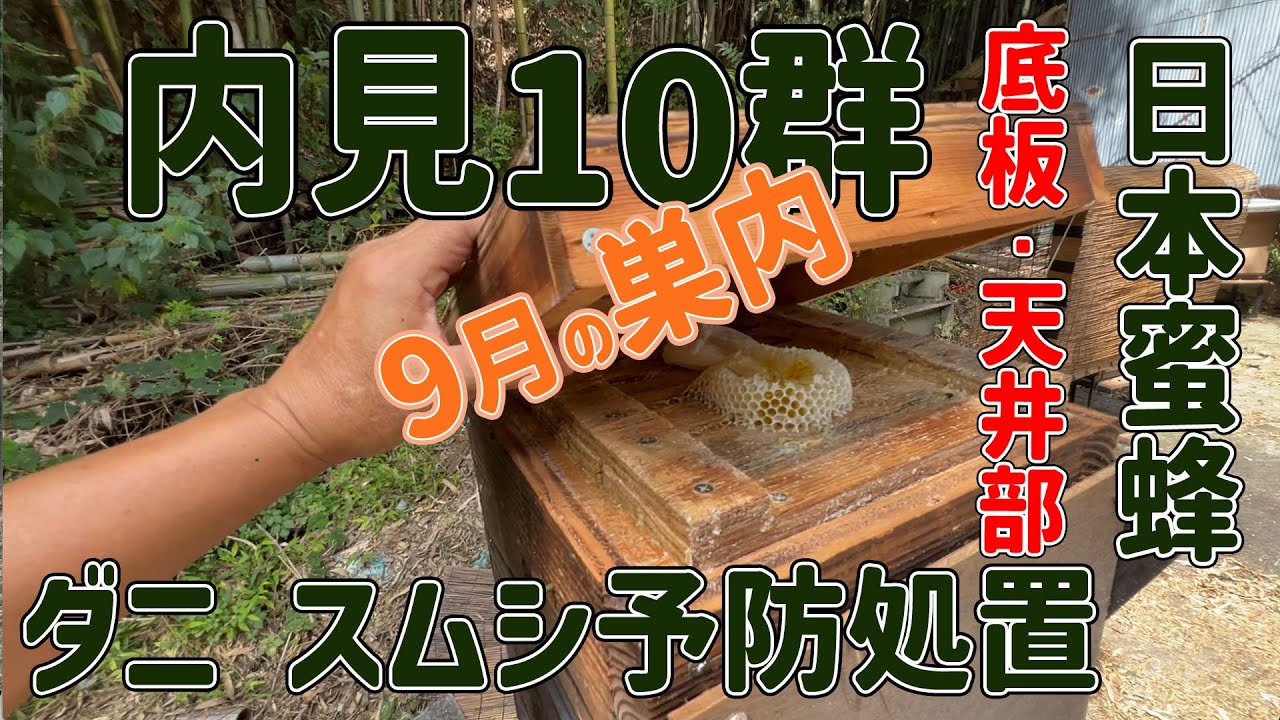 内見 ニホンミツバチ10群 巣内・底板・天井部・アカリンダニ・スムシ予防処置・天井部、底板にメントール　和歌山県紀の川市 9月定期内検