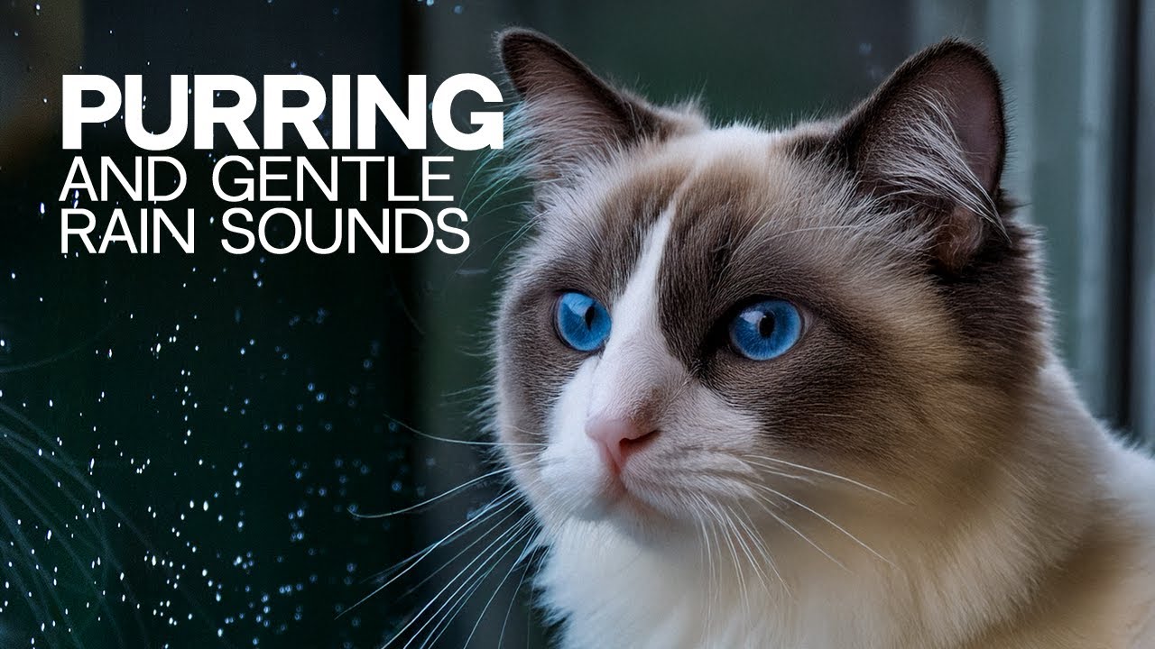Cat Purring and Gentle Rain Sounds | Purring Cat sounds & Raining Sounds | For Sleep & Relaxing
