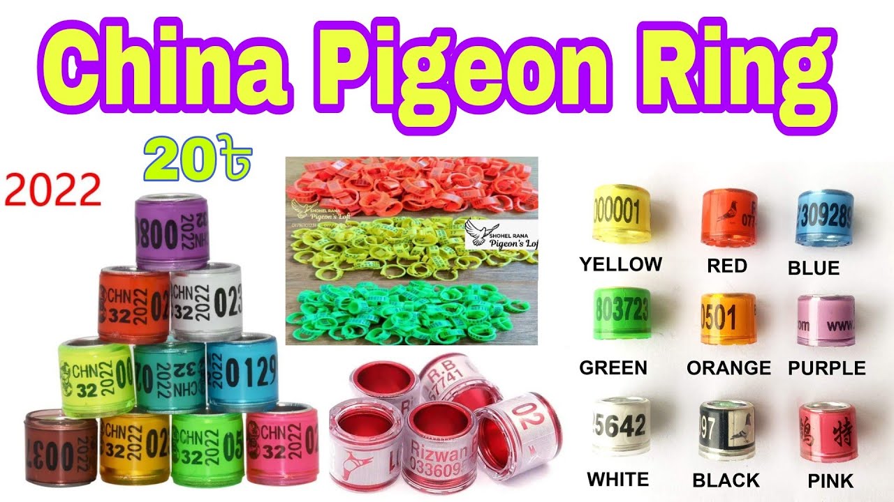 উন্নত মানের কবুতরের পারসোনাল রিং কোথায় পাবেন Rana Pigeon Pet Shop
