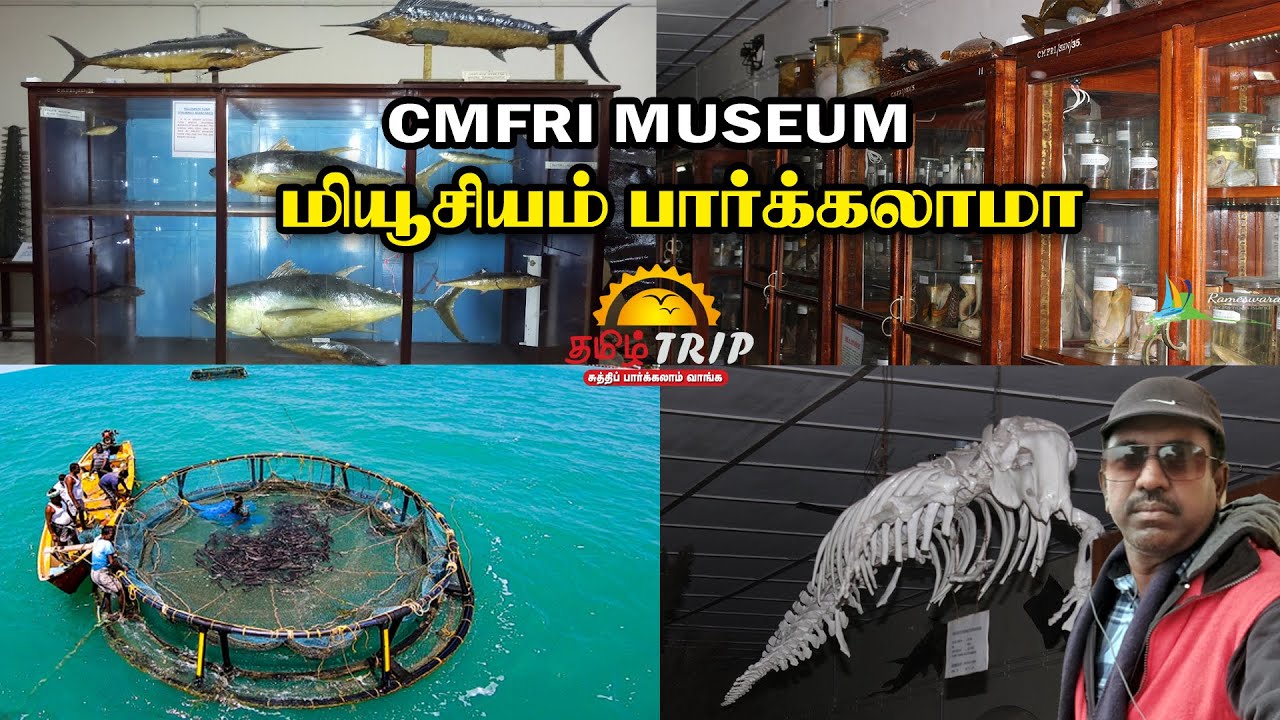 CMFRI MUSEUM வண்ண மீன்கள் அருங்காட்சியகம்