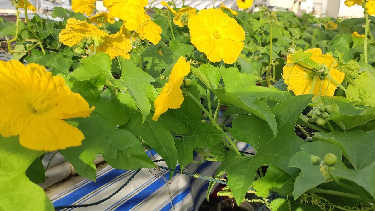 Chia sẻ chút kinh nghiệm trồng Bầu Bí Mướp không ra trái , cách nào trái được nhiều | Khoa Hien 445