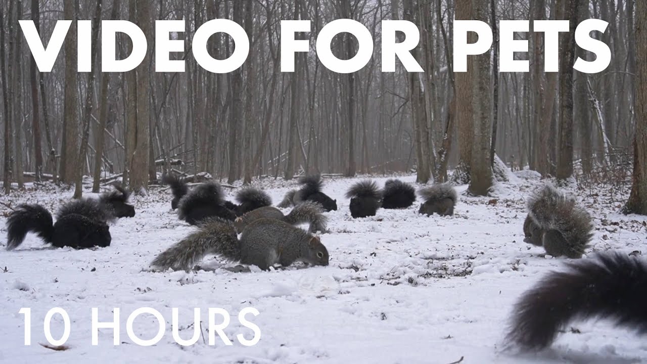 A Scurry of Squirrels and Beautiful Birds in a Blizzard - 10 hour Cat TV for Pets - Jan 14, 2026