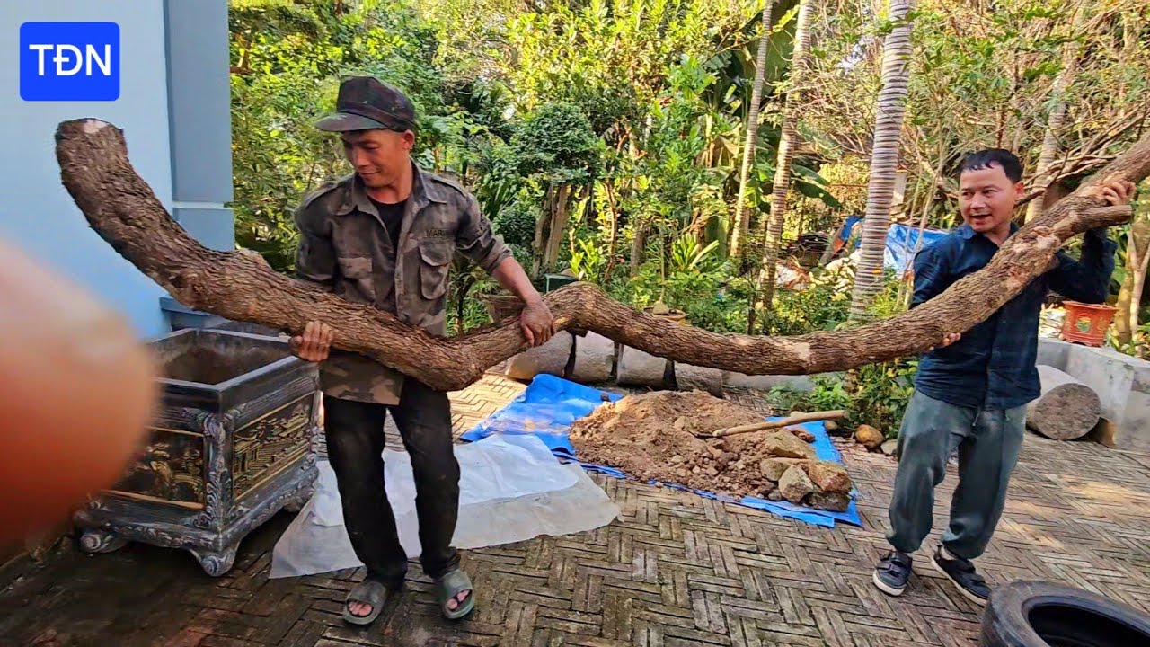 KỸ THUẬT GIÂM CÀNH TRỒNG CÂY HOA GIẤY KHỦNG SỐNG 100% (Phần 1) #tamdaonui