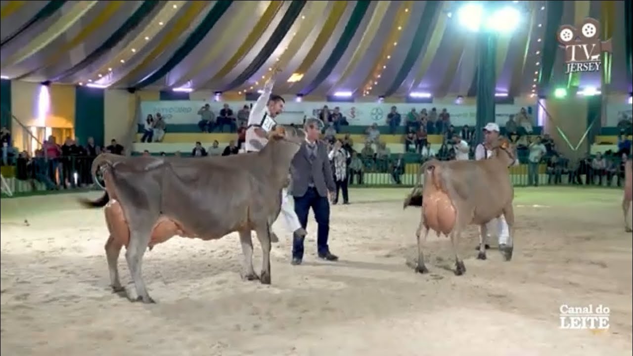 Gema ISCA Doutrina Valentino - História de uma das mais renomadas vacas Jersey do Brasil