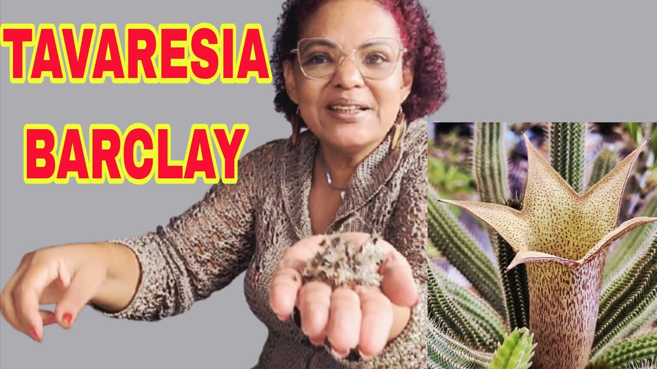 COMO CUIDAR DE SUCULENTA COM PODRIDÃO, TAVARESIA BARCLAY