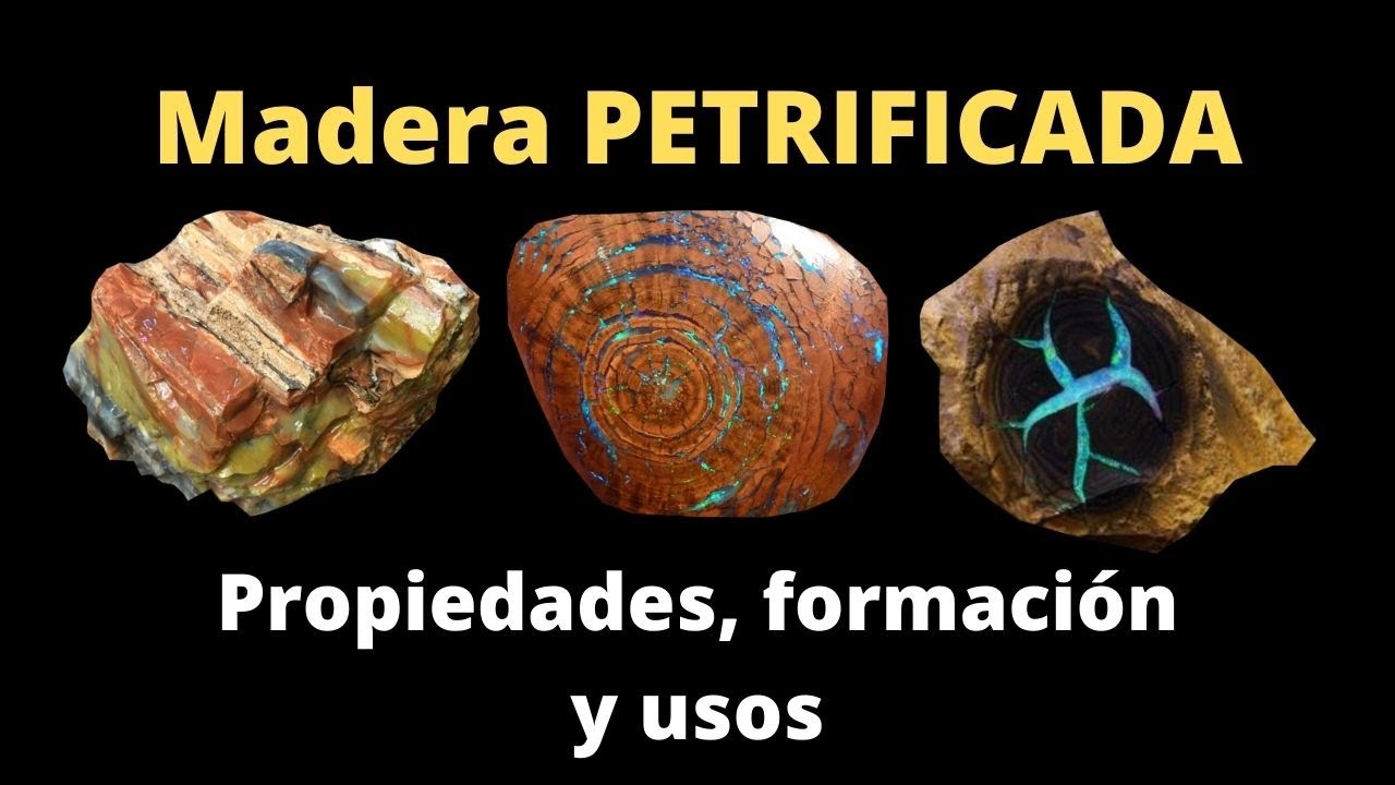 💎 Madera Petrificada o fosilizada &iquest;Para qu&eacute; sirve? Propiedades y Formaci&oacute;n