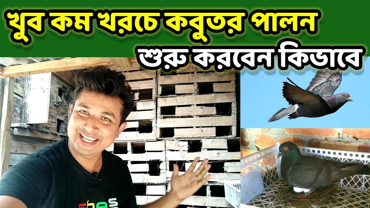 খুব কম খরচে কিভাবে কবুতর পালন শুরু করবেন || desi kobutor palon || Birds of village